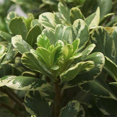 23 of the Best Variegated Shrubs for Your Landscape