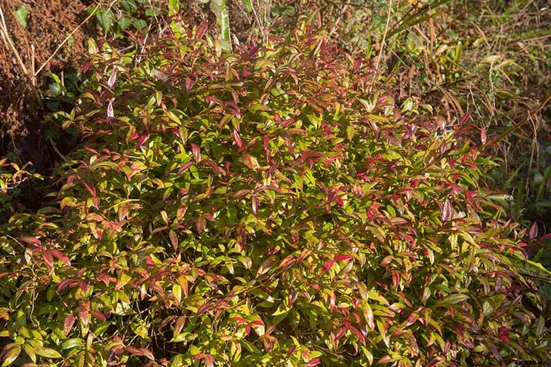 23 of the Best Variegated Shrubs for Your Landscape