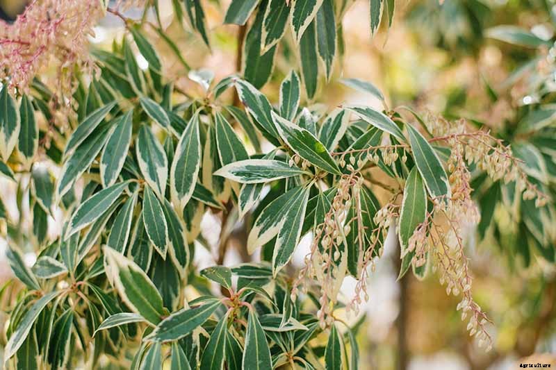 23 of the Best Variegated Shrubs for Your Landscape