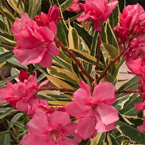 23 of the Best Variegated Shrubs for Your Landscape