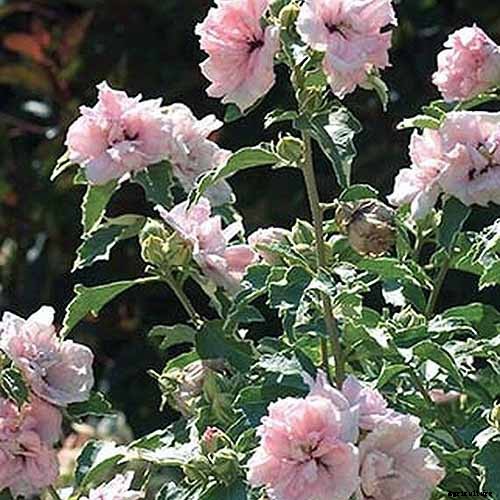 23 of the Best Variegated Shrubs for Your Landscape