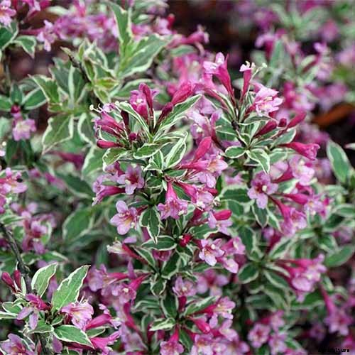 23 of the Best Variegated Shrubs for Your Landscape