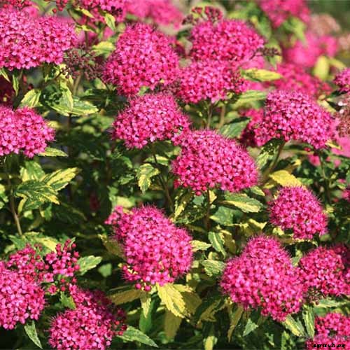23 of the Best Variegated Shrubs for Your Landscape