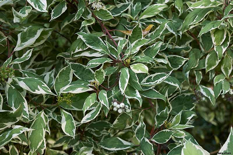 23 of the Best Variegated Shrubs for Your Landscape
