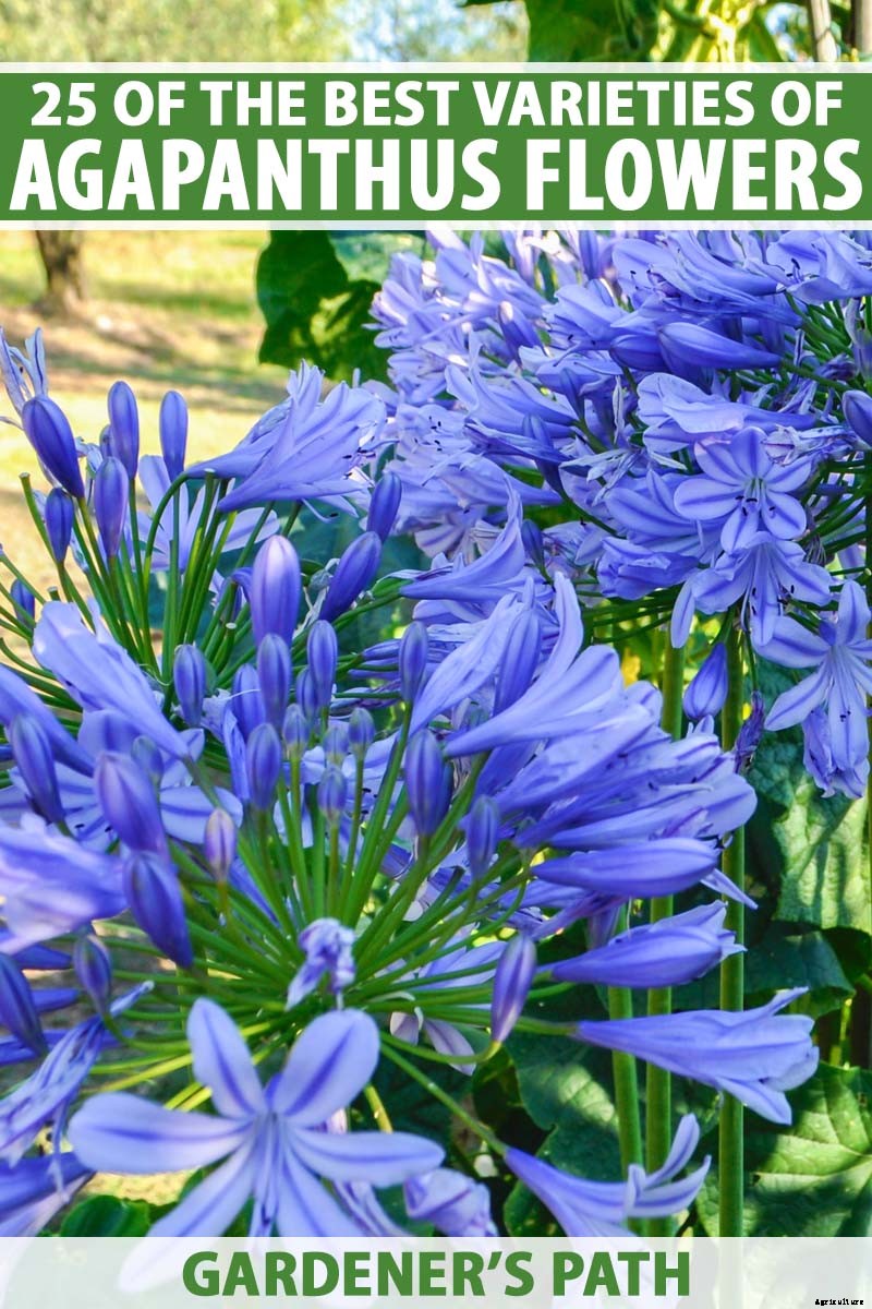 25 of the Best Agapanthus Varieties for Your Garden