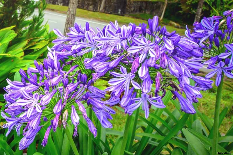25 of the Best Agapanthus Varieties for Your Garden