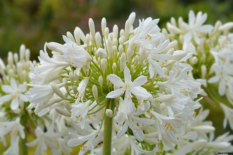 25 of the Best Agapanthus Varieties for Your Garden
