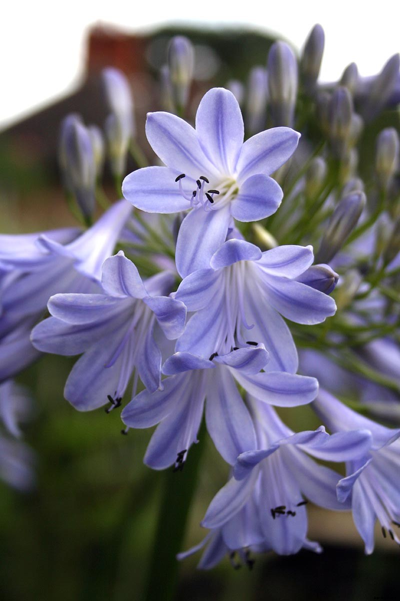 25 of the Best Agapanthus Varieties for Your Garden