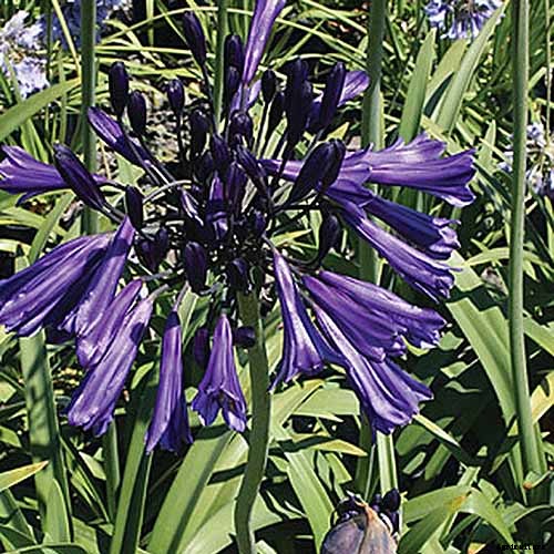 25 of the Best Agapanthus Varieties for Your Garden