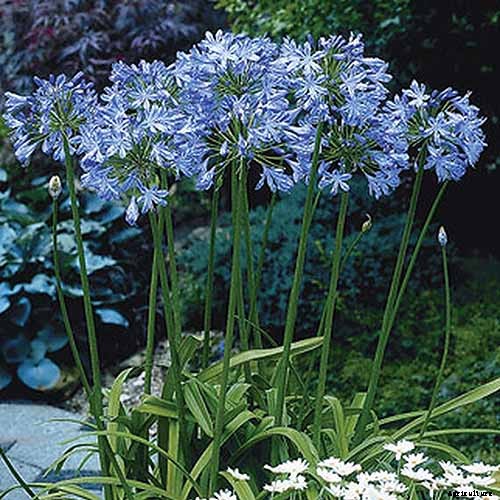 25 of the Best Agapanthus Varieties for Your Garden