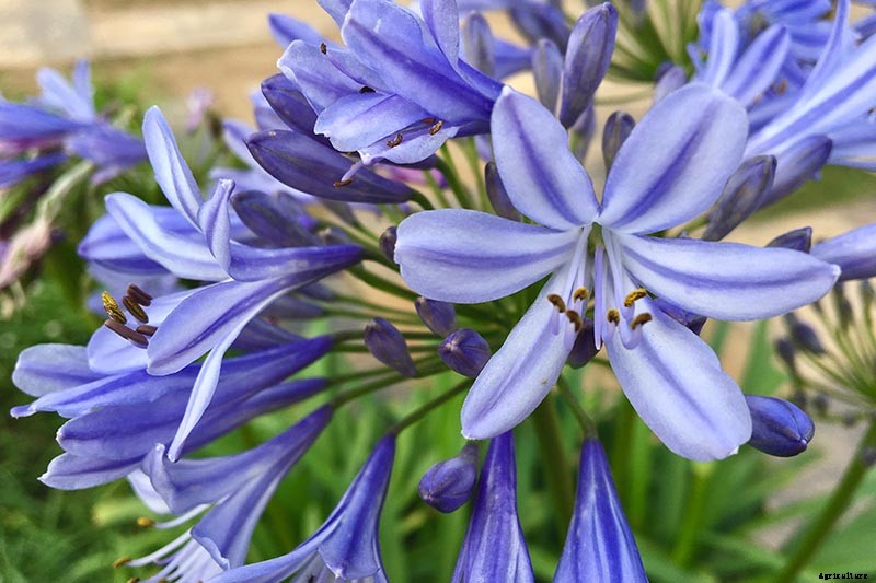 25 of the Best Agapanthus Varieties for Your Garden