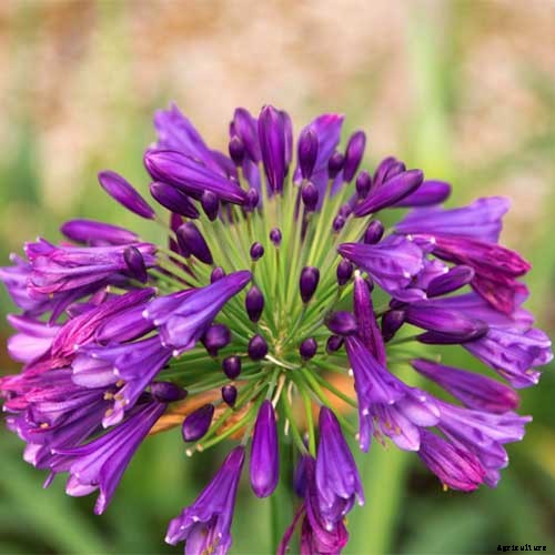 25 of the Best Agapanthus Varieties for Your Garden