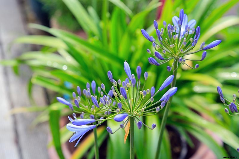 25 of the Best Agapanthus Varieties for Your Garden
