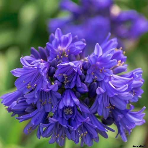 25 of the Best Agapanthus Varieties for Your Garden