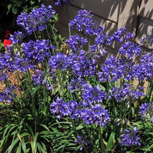 25 of the Best Agapanthus Varieties for Your Garden