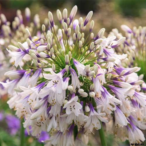 25 of the Best Agapanthus Varieties for Your Garden