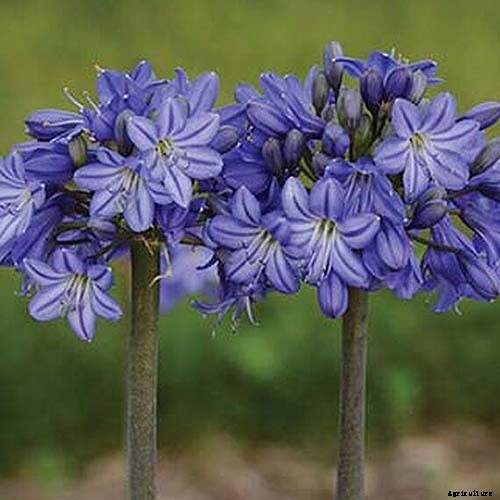 25 of the Best Agapanthus Varieties for Your Garden