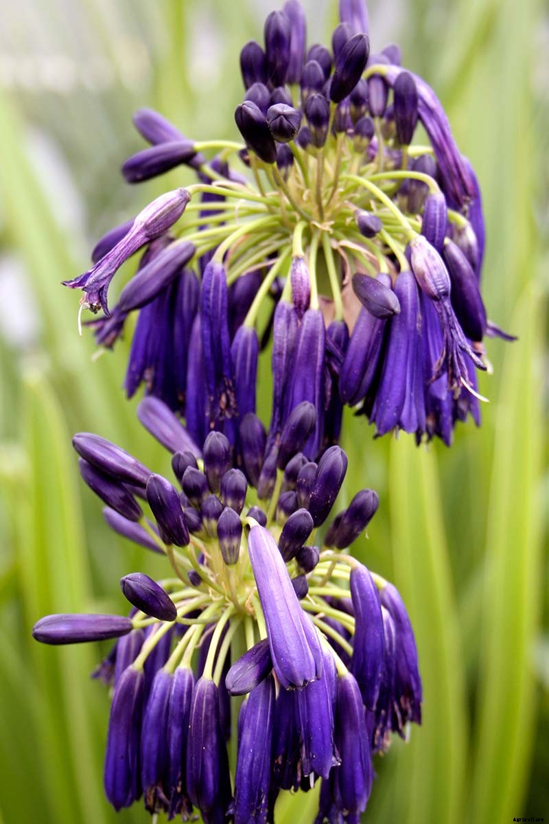25 of the Best Agapanthus Varieties for Your Garden