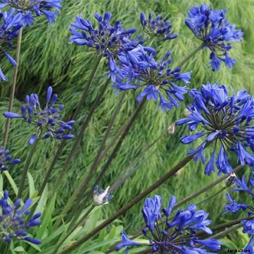 25 of the Best Agapanthus Varieties for Your Garden
