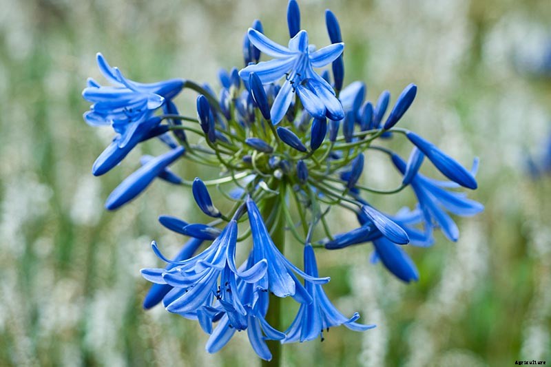 25 of the Best Agapanthus Varieties for Your Garden