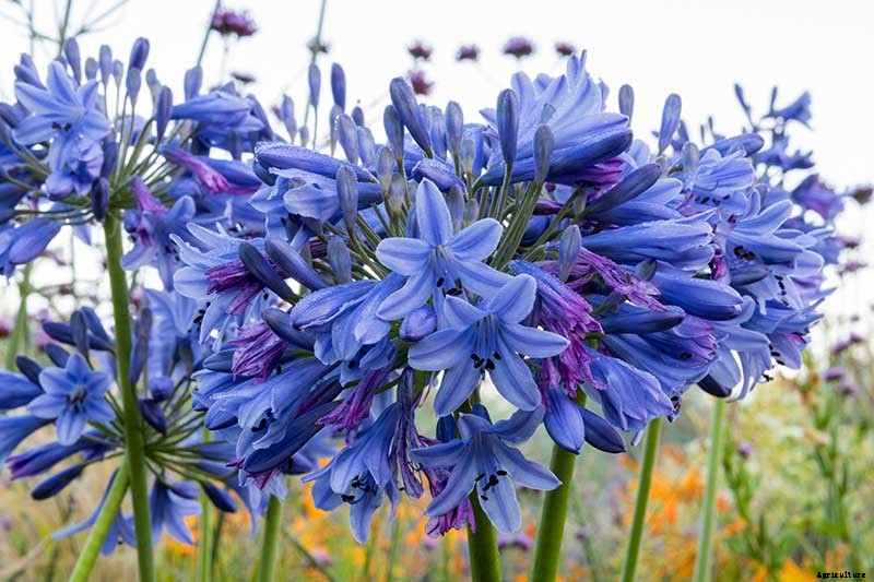 25 of the Best Agapanthus Varieties for Your Garden