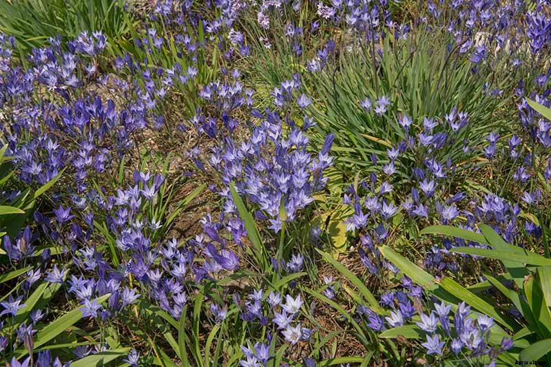 25 of the Best Agapanthus Varieties for Your Garden