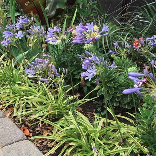 25 of the Best Agapanthus Varieties for Your Garden