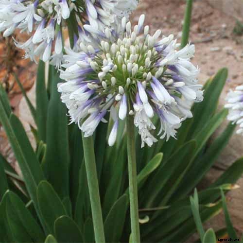 25 of the Best Agapanthus Varieties for Your Garden