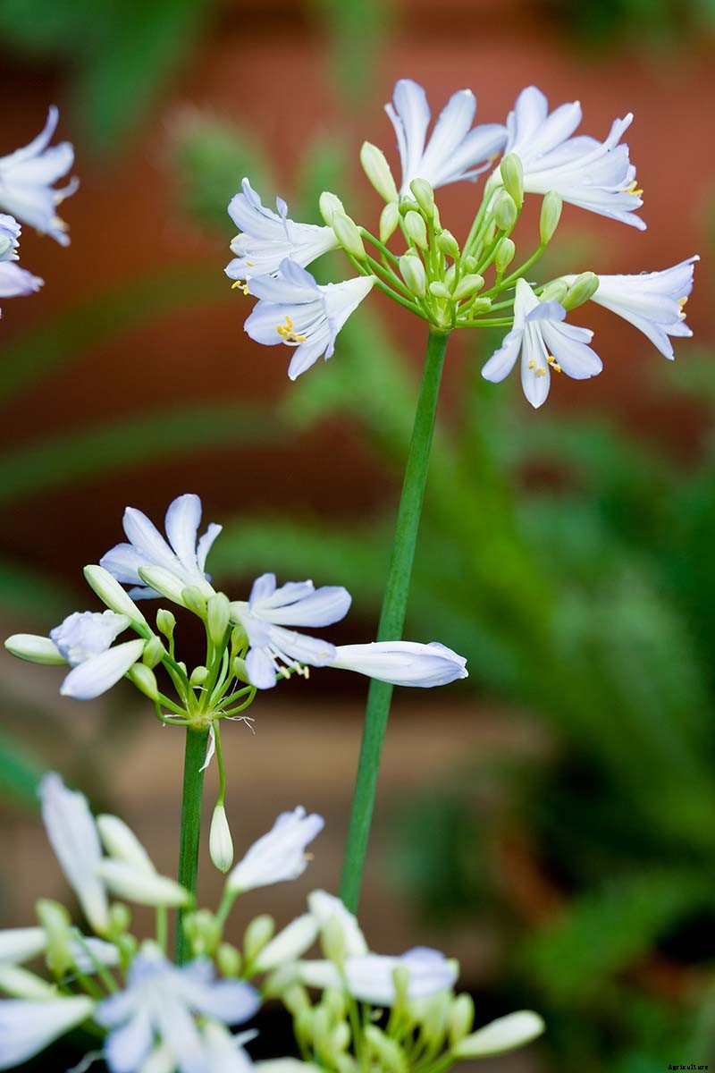 25 of the Best Agapanthus Varieties for Your Garden