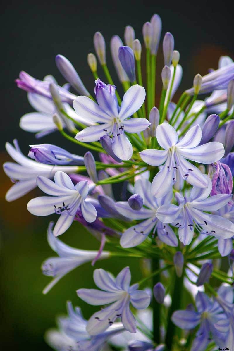 25 of the Best Agapanthus Varieties for Your Garden