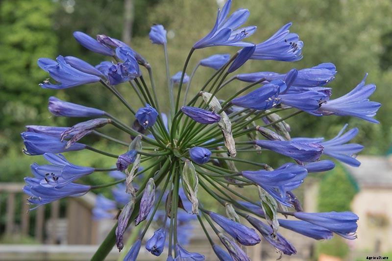 25 of the Best Agapanthus Varieties for Your Garden