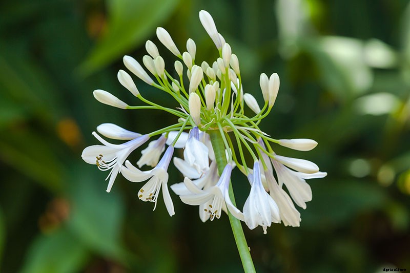 25 of the Best Agapanthus Varieties for Your Garden