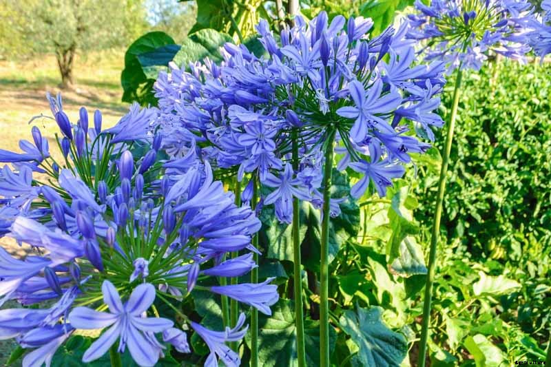 25 of the Best Agapanthus Varieties for Your Garden