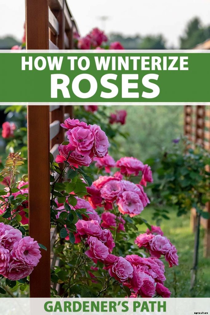 How to Winterize Roses