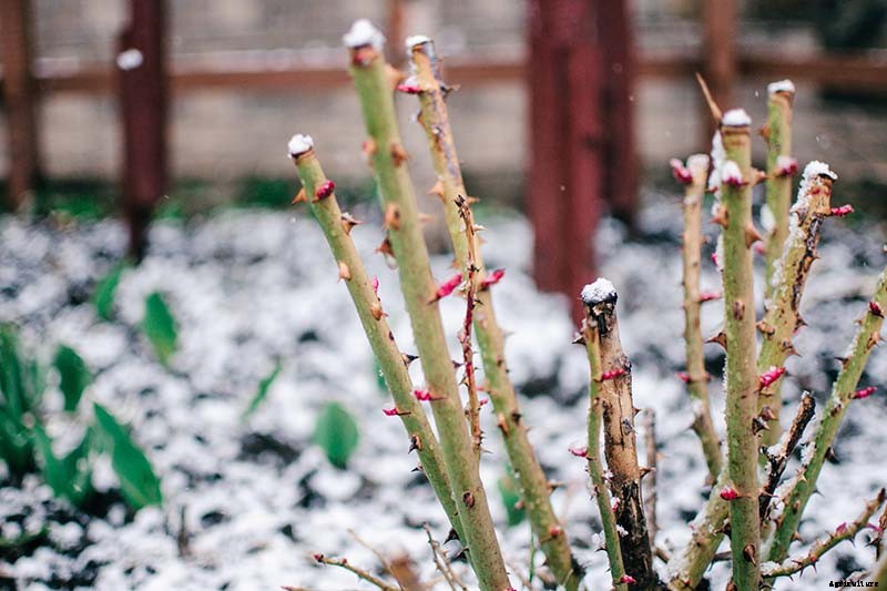 How to Winterize Roses