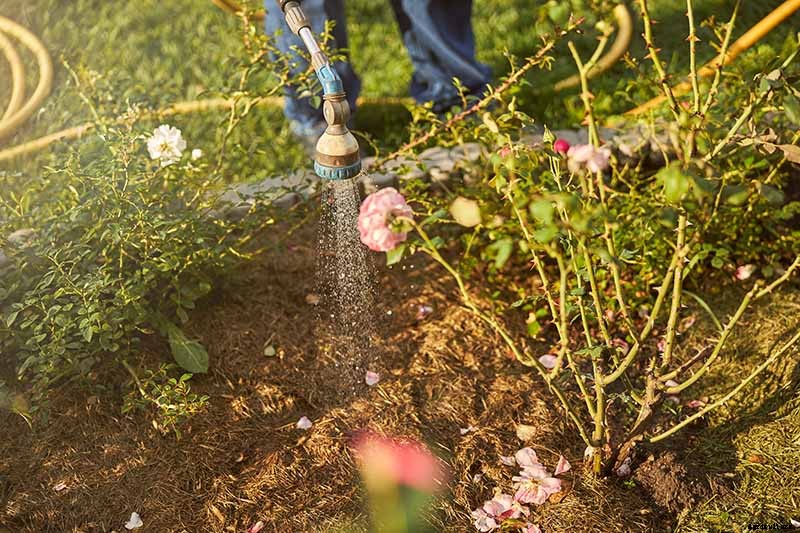 How to Winterize Roses