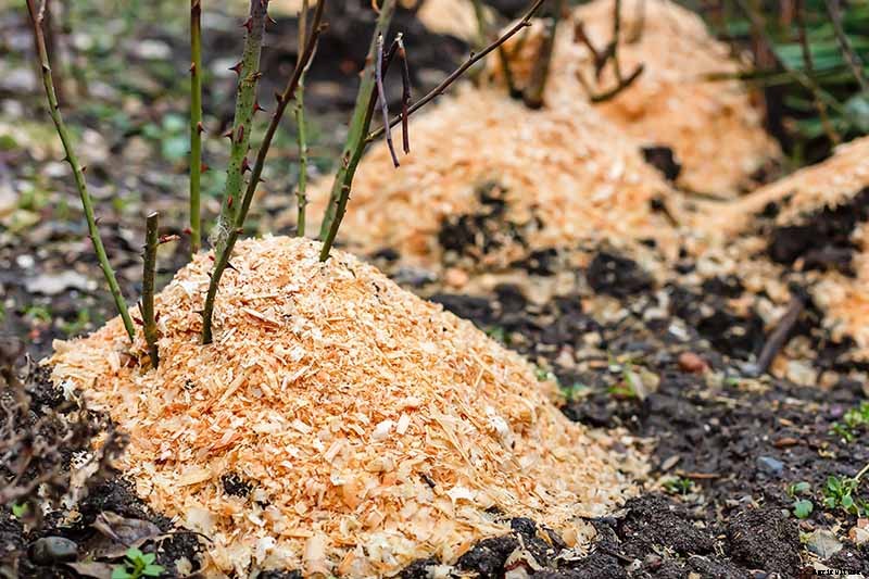 How to Winterize Roses