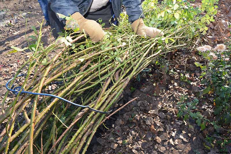 How to Winterize Roses