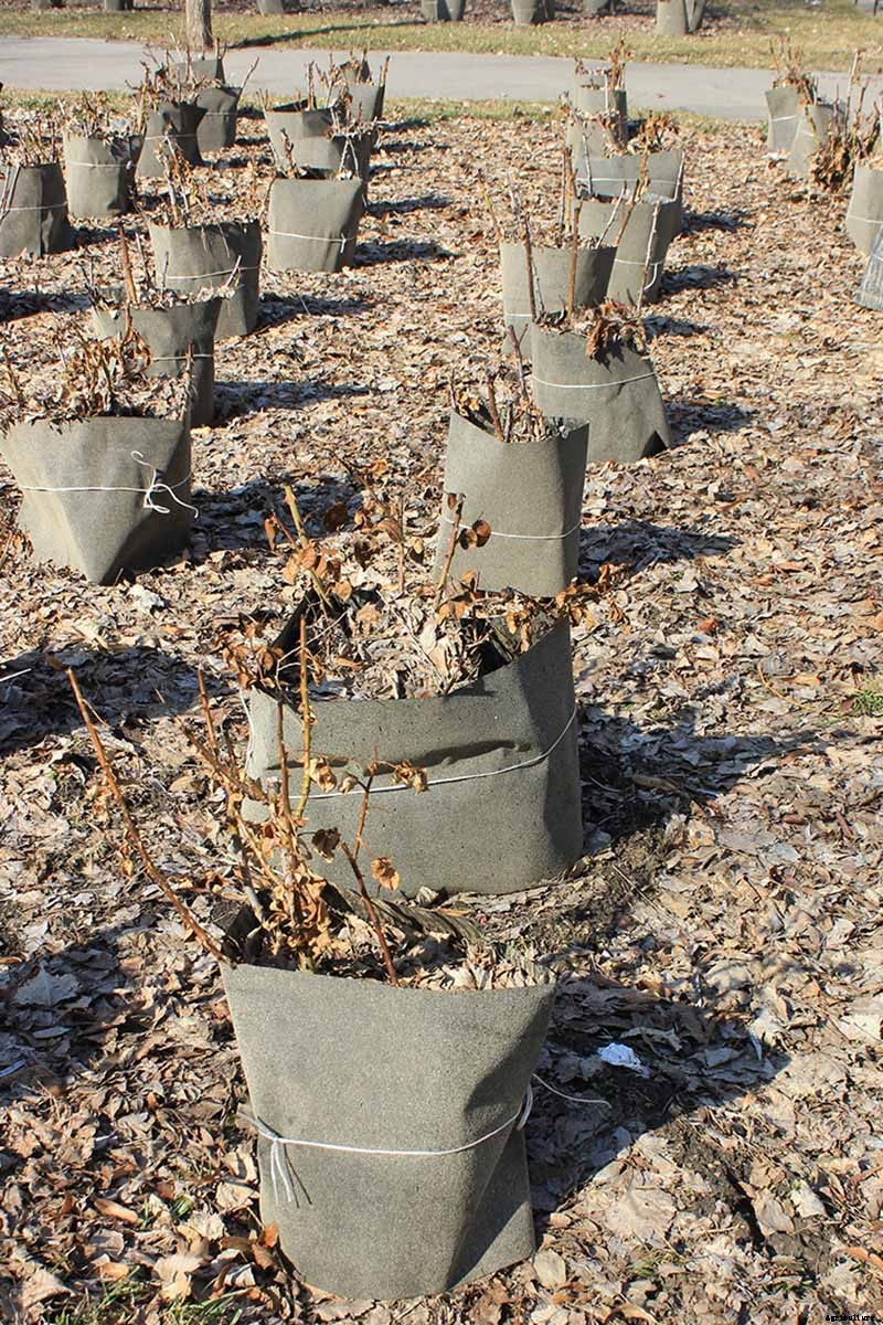 How to Winterize Roses