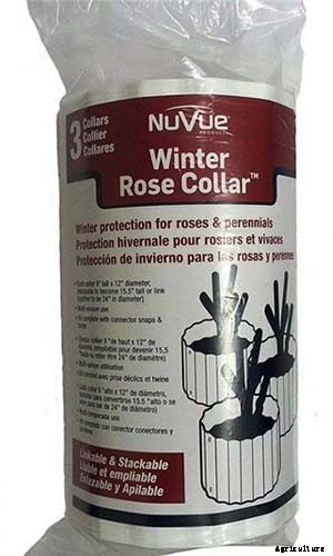 How to Winterize Roses