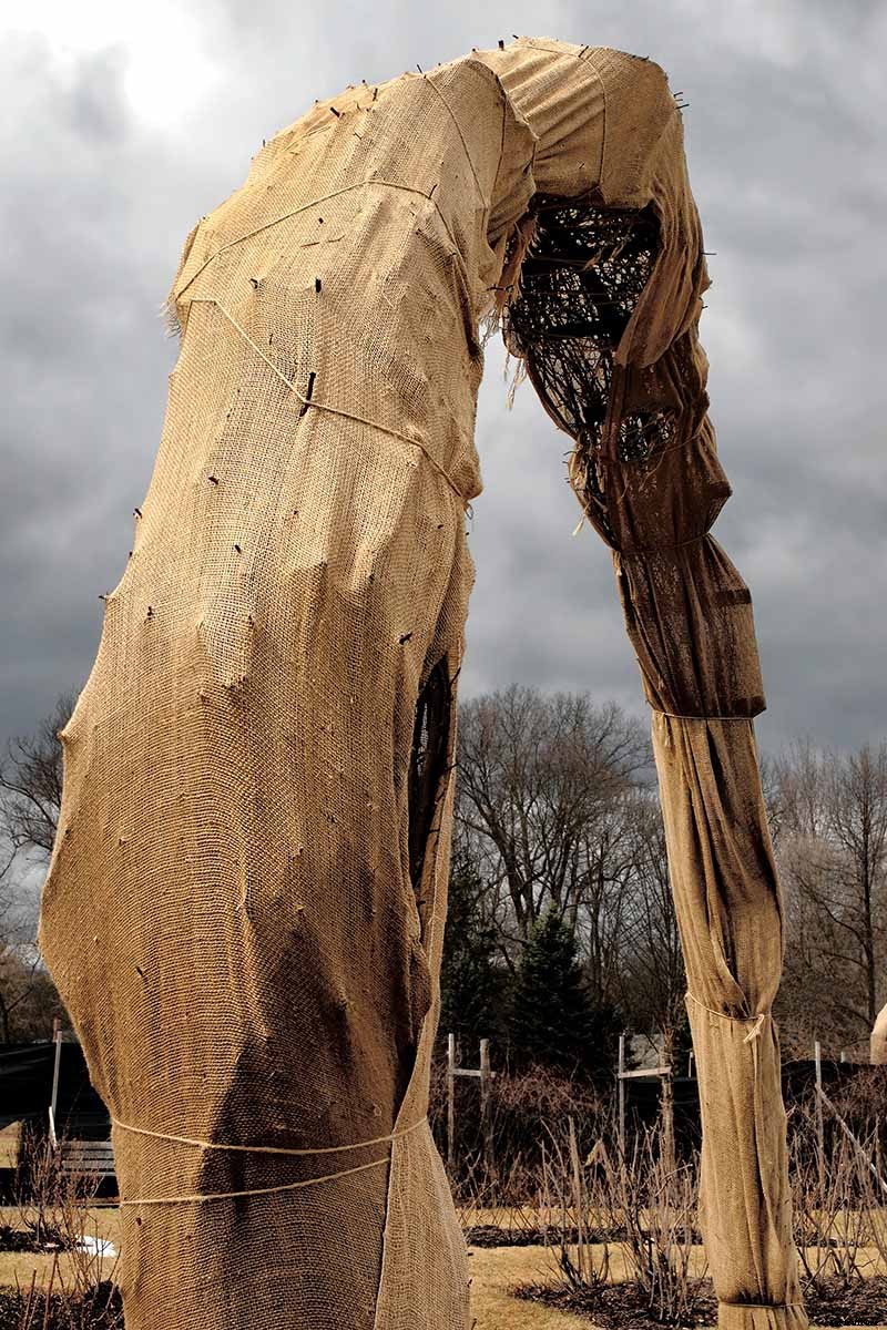 How to Winterize Roses