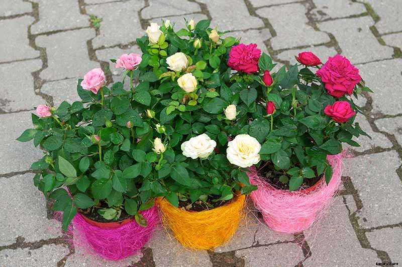 How to Winterize Roses
