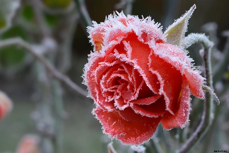 How to Winterize Roses
