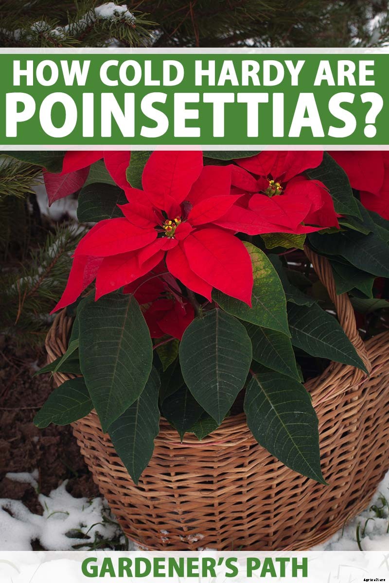 How Cold Hardy Are Poinsettia Plants?