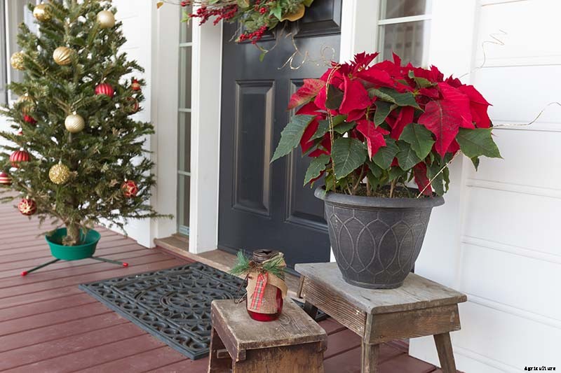 How Cold Hardy Are Poinsettia Plants?