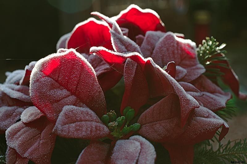 How Cold Hardy Are Poinsettia Plants?