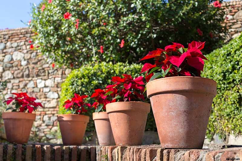How Cold Hardy Are Poinsettia Plants?