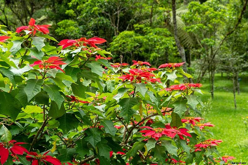 How Cold Hardy Are Poinsettia Plants?