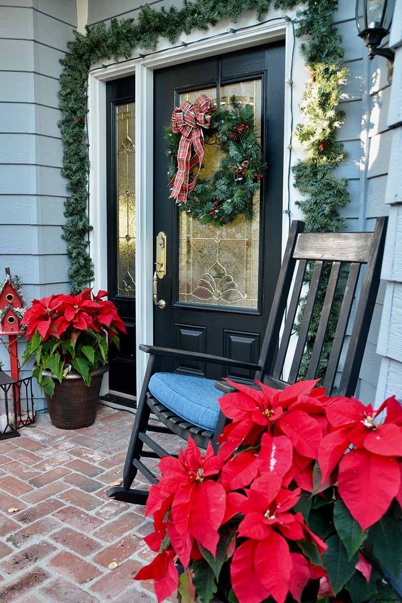 How Cold Hardy Are Poinsettia Plants?