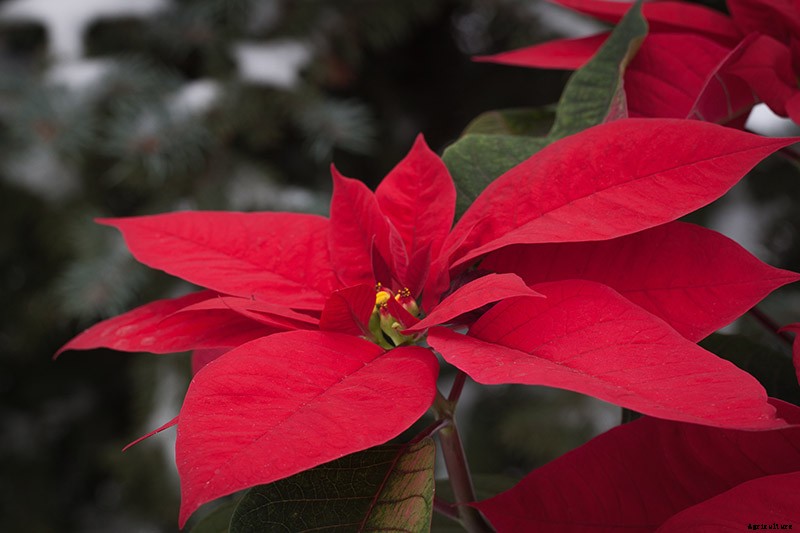 How Cold Hardy Are Poinsettia Plants?
